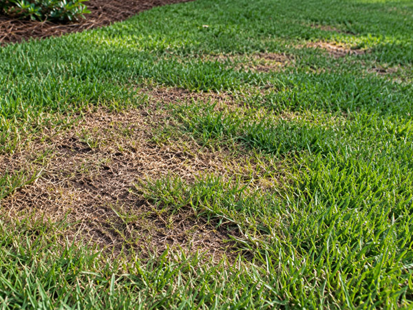 Residential lawn with irregular brown and thinning grass patches surrounded by healthy green turf.