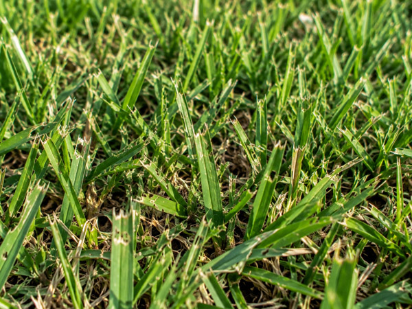 Close-up of green lawn grass blades with ragged edges, irregular feeding holes, and visibly damaged tips.