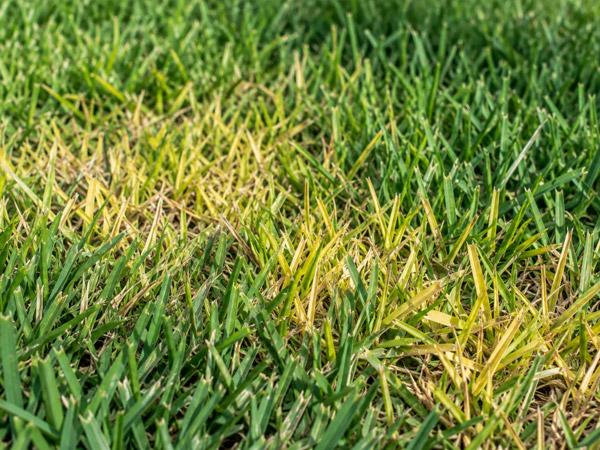 Close-up of North Florida lawn grass showing yellow and straw-colored blades mixed with healthy green turf.