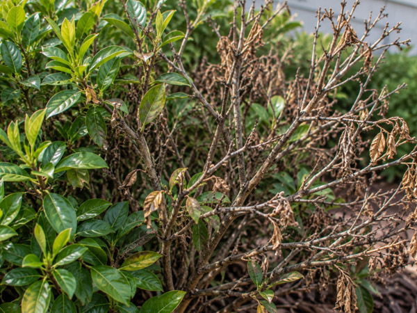 Ornamental shrub showing healthy green foliage on one side and bare branches with dried brown leaves and declining growth on the other