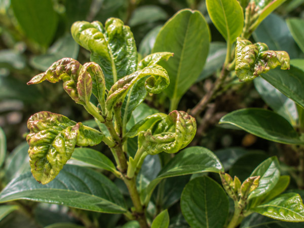 Close-up of ornamental shrub with curled, puckered, and distorted yellow-green new leaves surrounded by normal green foliage.
