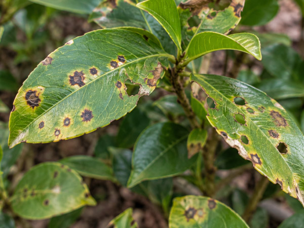 Close-up of green ornamental shrub leaves with dark brown spots, yellow halos, feeding holes, and damaged leaf edges.