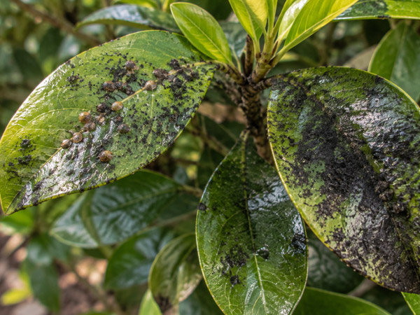 Close-up of glossy green ornamental leaves with small scale like insects and shiny droplets resembling sticky honeydew.