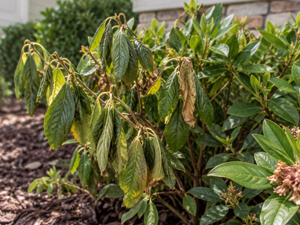 Ornamental shrub with visibly drooping green leaves, wilted stems, and some brown foliage in a residential landscape bed.