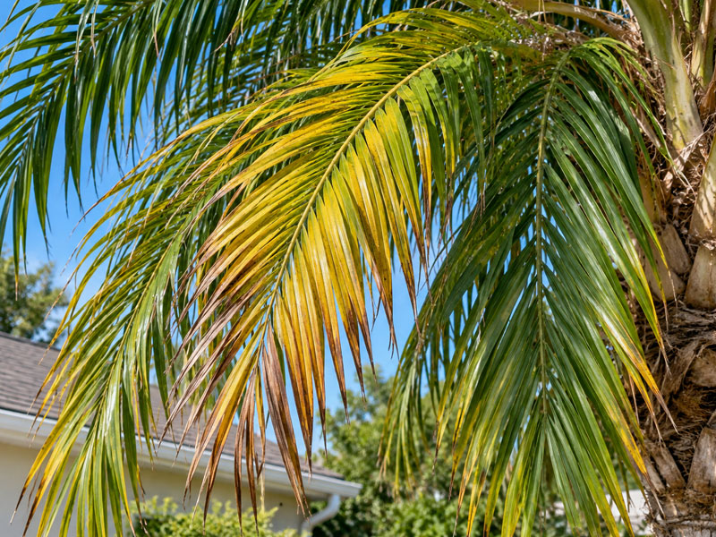 Palm fronds showing yellow discoloration and brown tips alongside healthy green foliage.