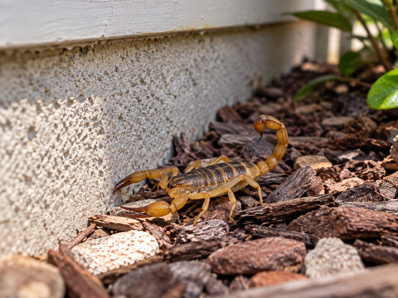 Scorpion moving through mulch and stones alongside a residential foundation.