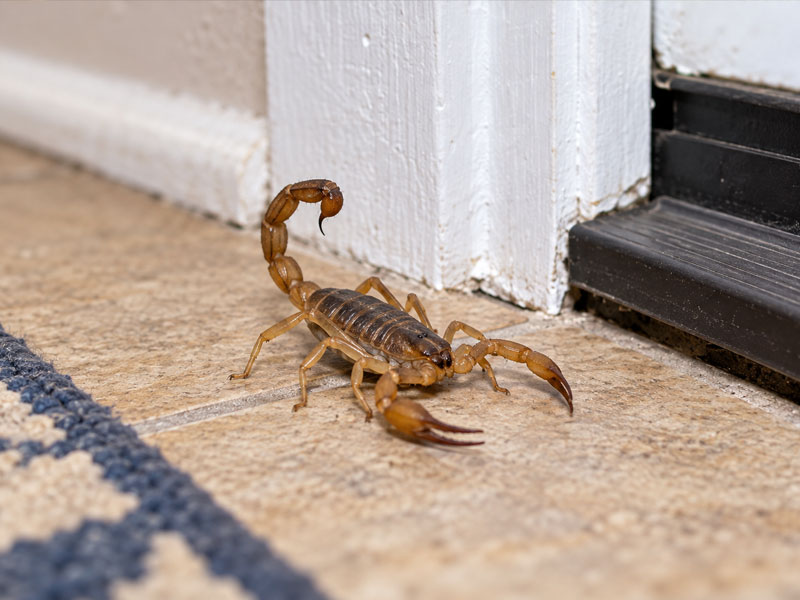 Scorpion Found Inside a Home