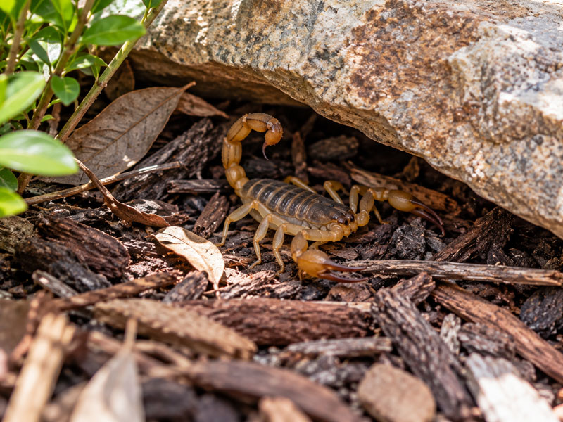 Scorpion sheltering beneath a landscaping stone surrounded by mulch and fallen leaves.