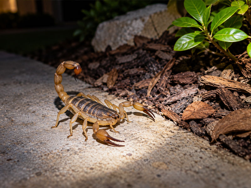 Scorpion on a concrete walkway at night near landscaping, illuminated by a flashlight.