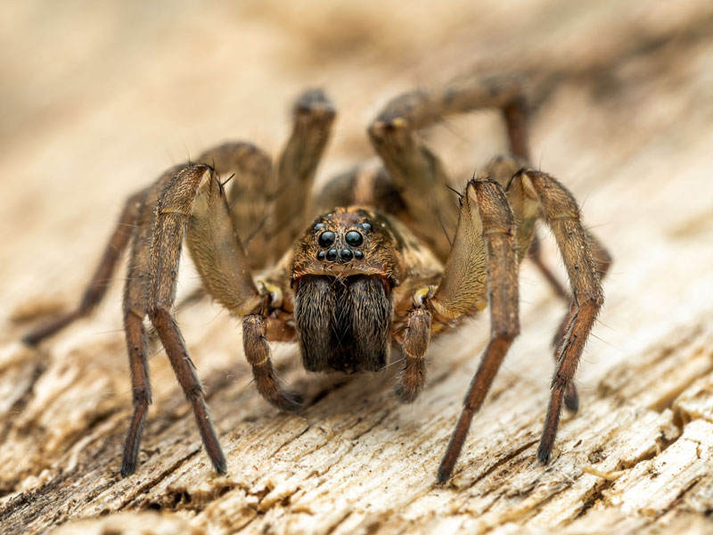 Close-up of a brown wolf spider showing its prominent central eyes and smaller front eyes